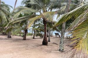 un grupo de palmeras en una playa con un banco en Jumapili Beach Villa, en Ushongo Mabaoni