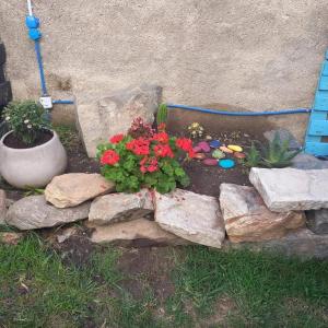 einen Garten mit Blumen und Steinen und einer Pflanze in der Unterkunft Alquileres de la sierras gde in Tandil