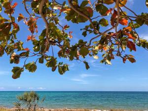 - Vistas a la playa a través de una rama de árbol en Jumamosi Beach Villa en Ushongo Mabaoni