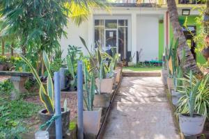 本托塔的住宿－Mahi Villa，一排盆栽植物在房子前面
