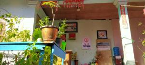 ein Zimmer mit Topfpflanze in einem Topf in der Unterkunft Sunflower Guesthouse Koh Rong in Phumĭ Kâoh Rŏng