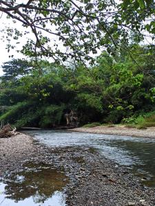 um rio com árvores ao lado dele em Coco Bloom em Aborlan