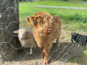 two sheep standing behind a fence at Brekke Gard Hostel in Flåm