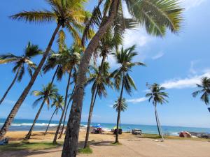 a group of palm trees on the beach at Studio charmoso na praia de Ondina perto de tudo in Salvador