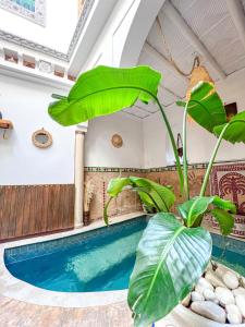 a house with a swimming pool with a plant at Riad Elli Marrakech in Marrakesh