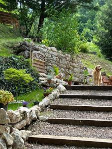 two dogs sitting on the stairs in a garden at B&B Il Mulino alla Busa in Vallarsa