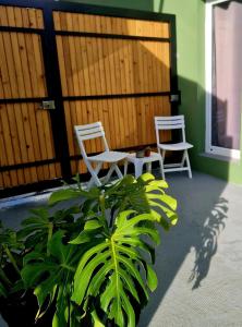 two chairs and a plant on a porch at AL - Studio to Travelers in Ponta Delgada