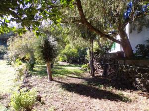 a small palm tree in a yard next to a wall at CASA DIEGUITO, TURISMO RURAL in Valleseco