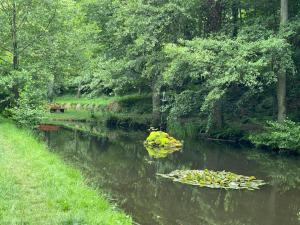 a river with a bunch of leaves in the water at Großes Waldhaus St Martin mit Sauna, Kamin & Natur in Sankt Martin