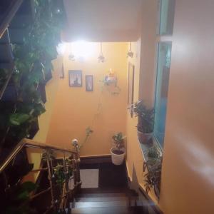 a stairway with potted plants on a yellow wall at Rudransh home stay in Rishīkesh