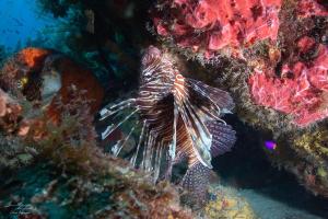 Altri animali domestici presso l'appartamento o nei dintorni