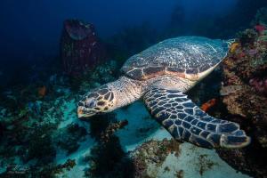 Altri animali domestici presso l'appartamento o nei dintorni