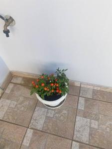 une plante en pot assise sur un sol carrelé dans l'établissement New lovely apartment in Heraklion, à Héraklion