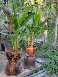 dwie rośliny w wazach siedzące na stole w obiekcie Apartment w mieście Prachuap Khiri Khan