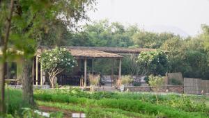Zahrada ubytování Anopura Jaipur