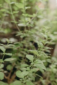 a group of green plants in a field at Pousada Nel Blu in Itaparica