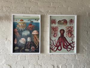 two framed pictures of octopus on a wall at By Die See in Gordonʼs Bay