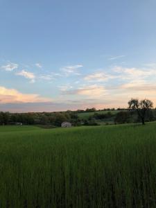 a field of green grass with a tree in the middle at Casa Vespina Agriturismo Biologico in Orvieto