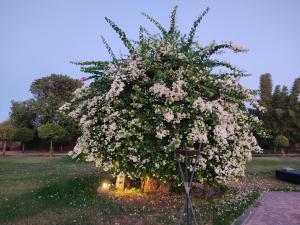 uma árvore coberta de flores brancas num quintal em Nomadz Palace em Marraquexe mais 37 fotografias