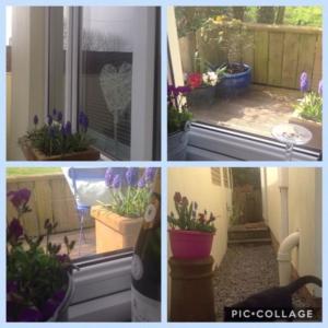 een collage van foto's van een tuin met bloemen en een raam bij Apple Tree Apartment in Pembroke