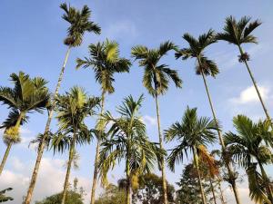 un groupe de palmiers contre un ciel bleu dans l'établissement Rumah Inyiak Aguang, à Baso