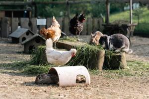 Altri animali domestici presso l'appartamento o nei dintorni