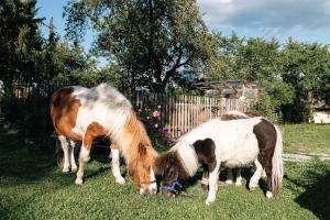 Altri animali domestici presso l'appartamento o nei dintorni