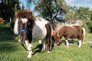 Altri animali domestici presso l'appartamento o nei dintorni