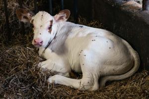 Altri animali domestici presso l'appartamento o nei dintorni
