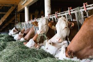 Altri animali domestici presso l'appartamento o nei dintorni