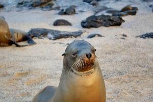 una foca en la playa con la boca abierta en Cómoda habitación privada 2 personas FULL BED & FULL SOFA CAMA en Puerto Ayora