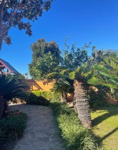 a garden with palm trees and a walkway at Villa Chiara B&B in Civitavecchia