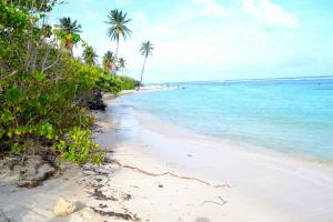 a beach with palm trees and the ocean at Les Colibris in Sainte-Anne