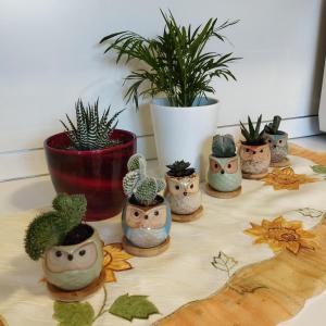 un groupe de cactus et de plantes en pot sur une table dans l'établissement residenza " Il gufetto", à Lombro