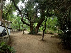 un groupe d'arbres assis à côté d'une maison dans l'établissement Campement Kunja, à Kafountine