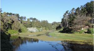 un río con árboles a su lado en Depto hermoso El Tabo, en El Tabo