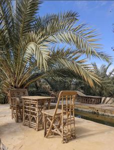 a group of chairs and tables next to a palm tree at Siwa desert home in Siwa