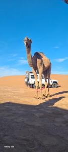 Un cammello in piedi nel mezzo del deserto di maison d'hôtes les Bédouins du désèrt a Foum Zguid