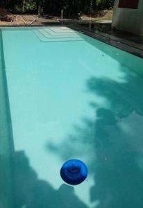 a blue frisbee in a pool of water at Casa Bolita in Dos Brazos