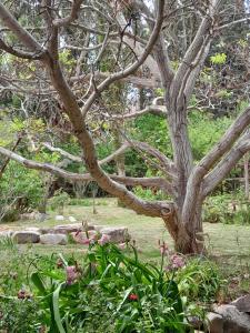 a tree in the middle of a garden with flowers at La Casa del Indio in Tilcara