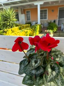 a group of red flowers sitting on a fence at Demetra Apartment Sperlonga in Sperlonga