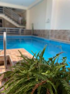 a green plant in front of a swimming pool at Hotel Luxor Pucallpa in Pucallpa