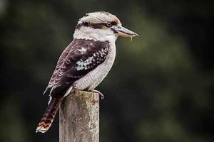 Afbeelding uit fotogalerij van Mt Elephant Forrest Cabin in Gray