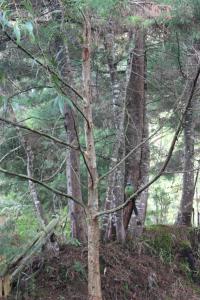un pájaro sentado en una rama de árbol en el bosque en Sanary, en Guarne
