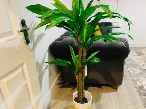 a plant in a pot in front of a chair at Beautiful, Luxurious 3 Bed house, Perfect for Contractors , Family & Friends in Dartford