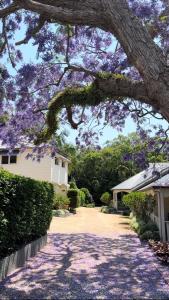 a tree with purple flowers hanging over a driveway at Bangalow Guesthouse in Bangalow