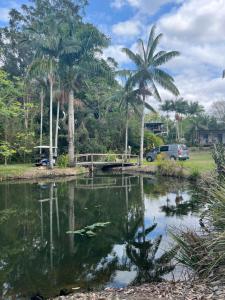 a pond in a park with palm trees and a car at Three Rivers Cabin in Yandina