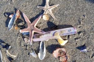 a group of starfish on the sand on the beach at Le Patio in Saintes-Maries-de-la-Mer