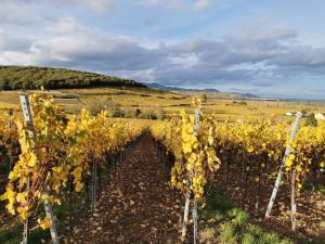 un viñedo en medio de un campo con hojas amarillas en la grange de louis, en Turckheim