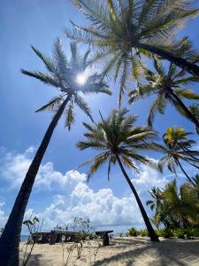 due palme e una panchina sulla spiaggia di Jumamosi Beach Villa a Ushongo Mabaoni